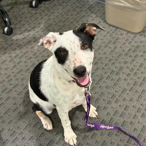 Dot, Australian Cattle Dog / Blue Heeler, young, available for adoption