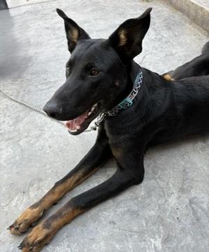 Dante, Doberman Pinscher, puppy, available for adoption