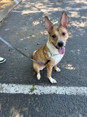 A brown and white dog with pointed ears and a pink tongue sticking out, sitting on a paved surface with a leash attached to its collar.