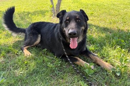 Shadow Lee, German Shepherd Dog, adult, available for adoption