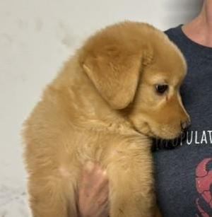 Eli, Goldendoodle / Shepherd, puppy, available for adoption