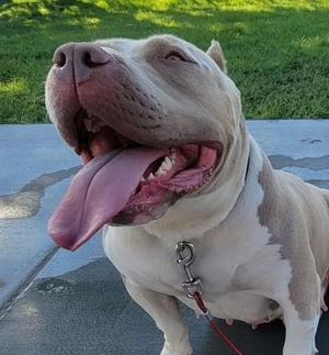 A happy dog with a white and gray coat, sticking out its tongue, standing on a paved surface with grass in the background.