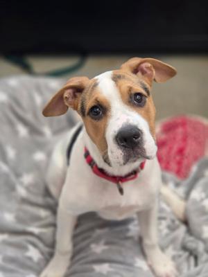 Dina, Hound, puppy, available for adoption