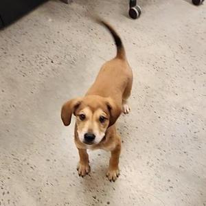 A small brown puppy standing on a concrete floor, looking up with its ears drooping and tail raised.
