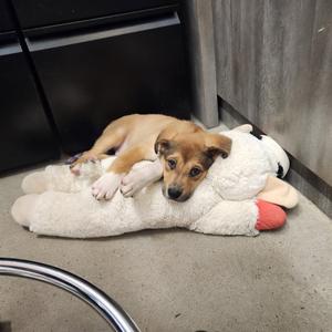 Gerbil, Shepherd / Retriever, puppy, available for adoption