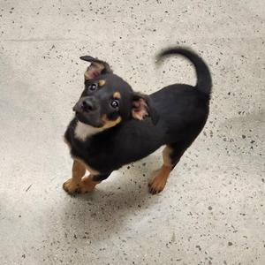 Tori, Terrier, puppy, available for adoption