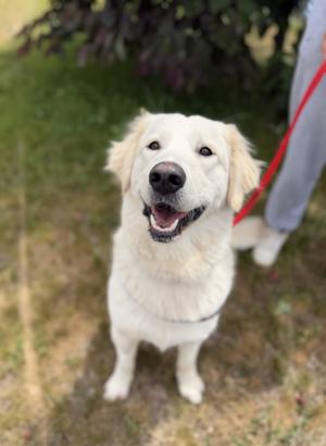 Margot, Retriever, adult, available for adoption