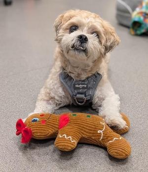 Jake, Lhasa Apso, senior, available for adoption