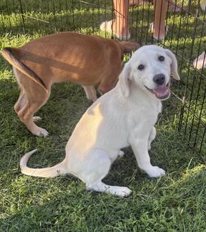 Tammie, Retriever, puppy, available for adoption