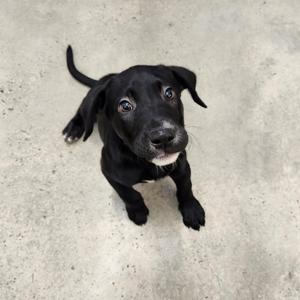 A black puppy with a white patch on its chest is looking up at the camera on a concrete surface.