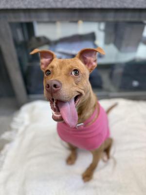 Pebbles, Terrier, young, available for adoption