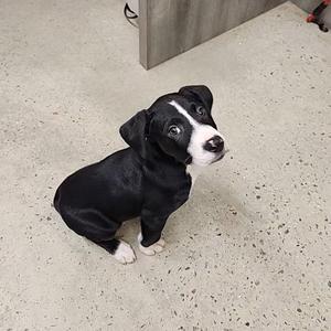 A black and white puppy sitting on a concrete floor.
