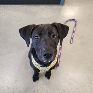 A black dog wearing a yellow bandana with white polka dots, sitting on a concrete floor with a purple leash attached to its collar.