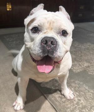 Ghost, American Bully, senior, available for adoption