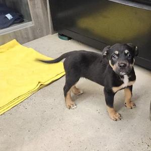 Grimm, Shepherd / Retriever, puppy, available for adoption