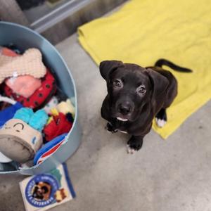Grandpa, Retriever, puppy, available for adoption