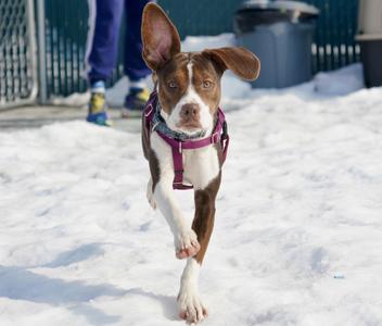 Brooke, Beagle / Pit Bull Terrier, young, available for adoption