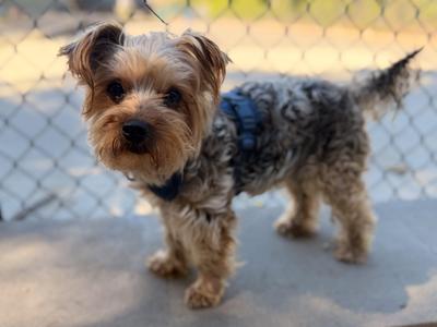 Mikey, Yorkshire Terrier, senior, available for adoption
