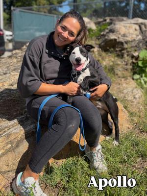 Apollo, Pit Bull Terrier, puppy, available for adoption