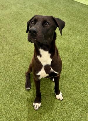 Domino, Mixed Breed, adult, available for adoption