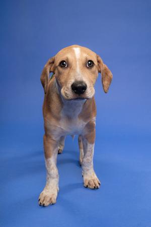 A brown and white puppy standing on a blue background.