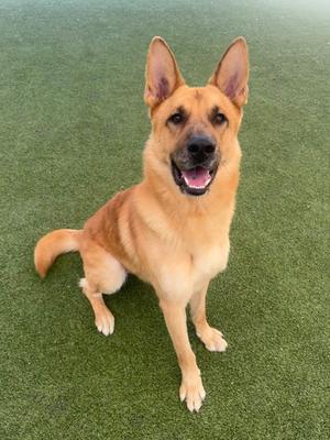 A German Shepherd dog sitting on green artificial turf, looking up with its mouth open and tongue out.