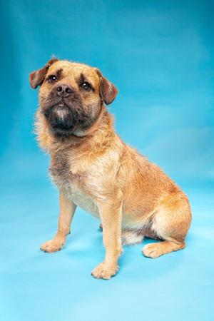 Lil Buddy, Terrier Mix, young, available for adoption