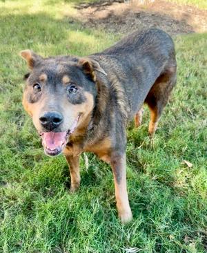 Molly, Mixed Breed, senior, available for adoption
