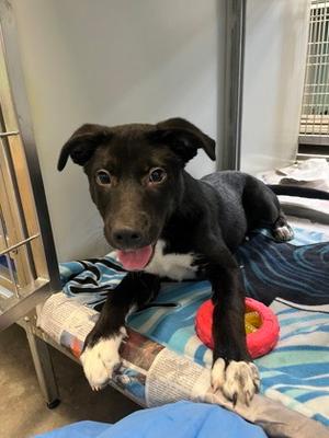 Jabari, Mixed Breed, puppy, available for adoption