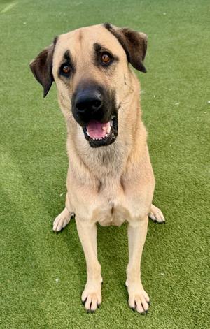 A light brown dog with a black nose and dark eyes is sitting on a green artificial turf. The dog has a happy expression with its mouth open, showing its teeth and tongue. Its ears are floppy and slightly darker than its fur. The dog's front paws are visible, and it appears to be looking directly at the camera.