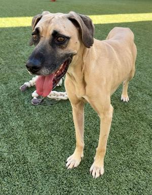 A light brown dog with a black muzzle and floppy ears standing on green artificial turf, with its tongue out and a rope toy in the background.
