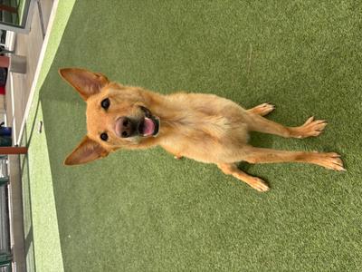 A tan dog with upright ears and its tongue slightly out is lying on a green surface.