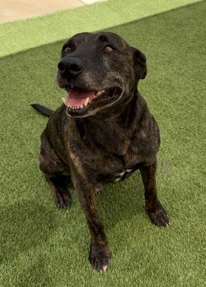 A black and brown brindle dog sitting on green artificial grass, looking up with its mouth open and tongue out.
