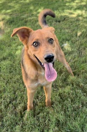 a brown dog with its tongue out standing on grass
