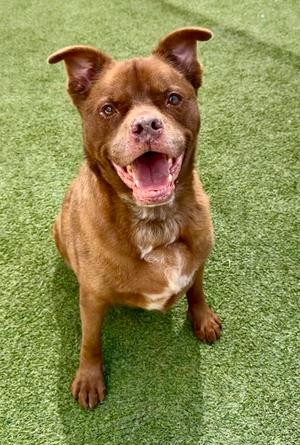 Jarvis, Labrador Retriever Mix, senior, available for adoption