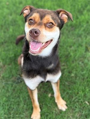 A medium-sized dog with brown and black fur, white chest, and tan legs, sitting on green grass with its mouth open and tongue visible.