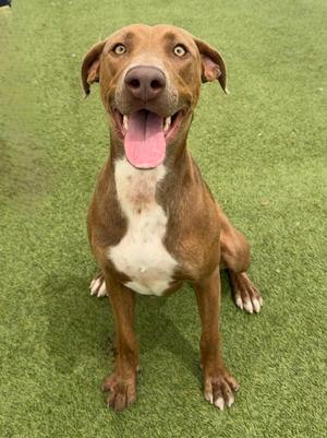 A brown dog with a white chest sitting on green artificial grass, looking up with its mouth open and tongue out.