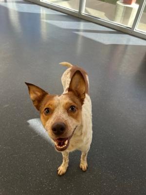 Forest, Mixed Breed, adult, available for adoption