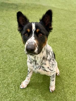 Blooper, Border Collie Mix, adult, available for adoption