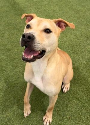 Cruise, Mixed Breed, adult, available for adoption
