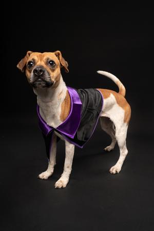 A dog wearing a purple and black cape, standing on a black background.