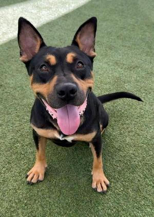 A black and tan dog with pointed ears and a pink tongue, sitting on green artificial turf.