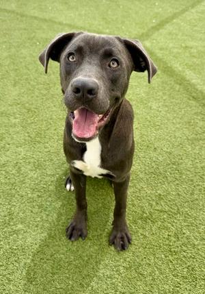 Binkly, Mixed Breed, young, available for adoption