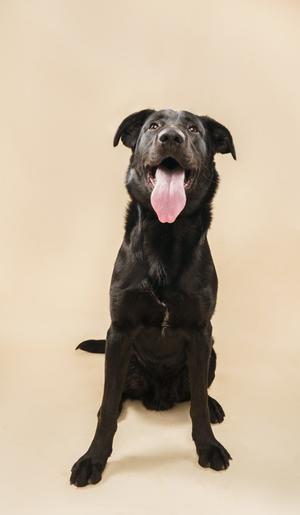 A black dog with its tongue hanging out, sitting and looking upwards against a plain background.