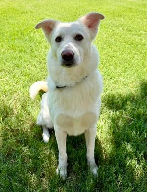 Charlotte, Golden Retriever Mix, adult, available for adoption
