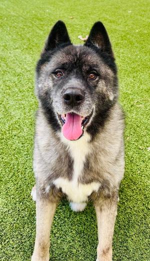 Atlas, Akita and Siberian Husky, senior, available for adoption