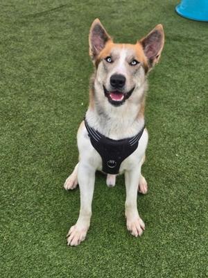 A happy dog with a white and brown coat, wearing a black harness, sitting on green artificial grass.