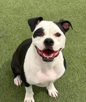 Athena, Mixed Breed, adult, available for adoption