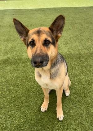 A German Shepherd dog sitting on green artificial turf, looking directly at the camera.