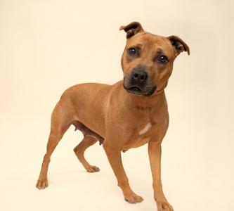 A brown pit bull dog standing against a cream background.